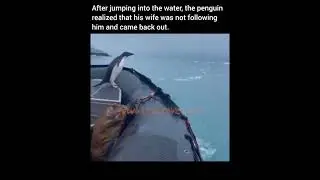 PENGUINS LOVE HARD! 