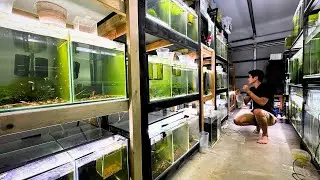 Next-Level Shrimp Breeding: Exclusive Look at a Pro’s Setup!