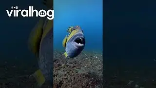 Titan Triggerfish Protects Its Nest || ViralHog