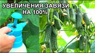 СРОЧНО В ИЮНЕ,-ИЮЛЕ ОПРЫСКАЙТЕ БОРОМ ОГУРЦЫ,ТОМАТЫ.СОЦВЕТИЙ УВЕЛИЧИТСЯ В ДВОЕ И ВСЕ ЗАПЛОДОНОСЯТ!