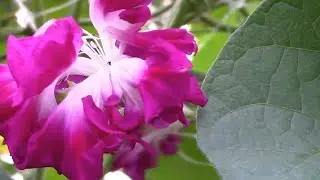 Ipomea terry as an element of a hedge