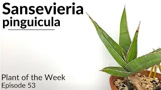 How To Care For Sansevieria (Dracaena) pinguicula | Plant Of The Week Ep. 53