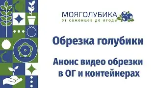Обрезка голубики. Анонс видео. ОГ и контейнеры.
