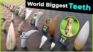 Animal | Dinosaur | Sea Monster Teeth size comparison