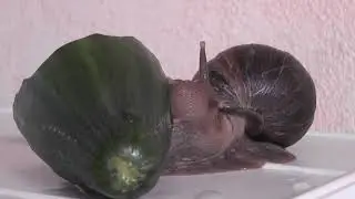 Улитка Ахатина завтракает
