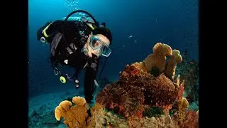MV Dolphin Queen video: Scuba Diving in Similan islands and Burma: dolphins, manta ray, frogfish