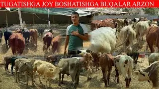 JOY BOSHATISHGA HAMIDILLO BUQALARNI SHUNCHALIK ARZON QIVORDI KO’RIB MAZZA QIVORASIZ