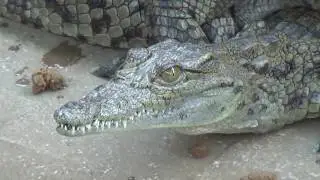 Behind Crocodile-Skin Handbags – Cruelty on Vietnam's Reptile Farms Exposed