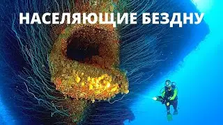 УЖАСАЮЩИЕ ТАЙНЫ МОРСКОЙ БЕЗДНЫ! Населяющие бездну