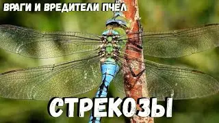 Враги пчёл СТРЕКОЗЫ