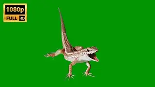 Lizard breathing like a dog | Green Screen