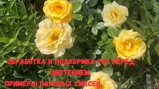 Обработка и подкормка роз перед цветением. Примеры баковых смесей.
