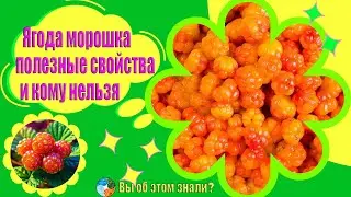 Ягода морошка —  полезные свойства и кому нельзя