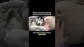 Husky protects unborn brother ❤️#baby #love #dog #pets #dogtime