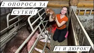 Самый многоплодный опорос в нашем хозяйстве! Долгожданные поросята!