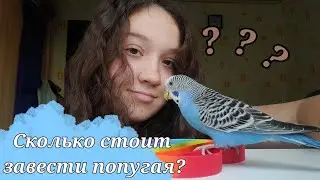 Сколько стоит завести попугая? | Волнистые попупугаи | Содержание | Pets | dashonok