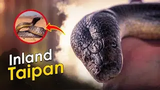 The Inlands Venom Will KILL a Man in Seconds?!