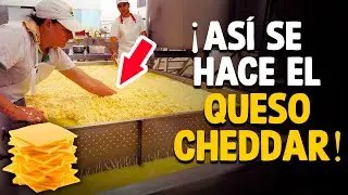 Así Se Fabrica El Queso Cheddar! [Proceso En Fábrica]