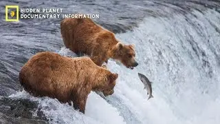 Types of Bears: Bear Characteristics and Behaviors: Documentary
