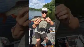 Тейл-спиннер Akara Bob -- рабочая тема! #fishing #рыбалка #shorts