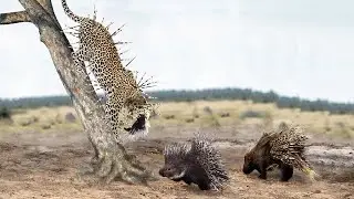 How Long Do Leopard Live With 700 Porcupine Feathers On Body? Leopard Vs Porcupine