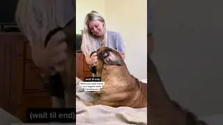 Is your dog's breath as stinky as my GIANT good boy? 
