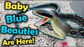 Sassy Baby Blue Beauty Snakes Hatching!