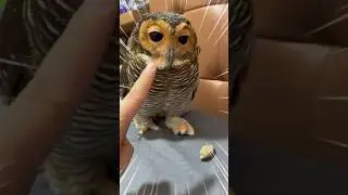 Little Bimbim is so naughty that he makes Big Sister Bibib get scolded‼️😢🦉😭