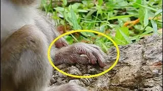 Poor baby monkey got bite by red ants , Baby hurt cry silent try release it out.