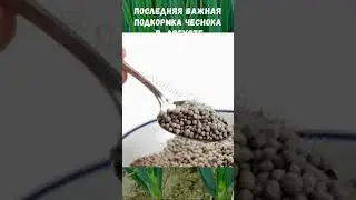 ПОСЛЕДНЯЯ ПОДКОРМКА ЧЕСНОК В АВГУСТЕ