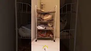 Convenient multi - layer pet resting tools