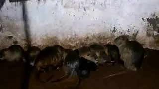 СЕЛЕКЦИЯ в НУТРИЕВОДСТВЕ