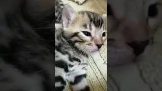 Сладкие потягушки! 