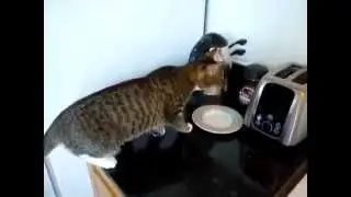 Cat vs Toaster Кошка против тостера Юмор! Прикол! Смех