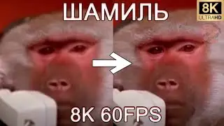 ШАМИЛЬ 8K 60FPS (УЛУЧШЕННЫЙ МЕМ)🐵🐵🐵