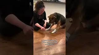 Dog Boots vs. ToeGrips