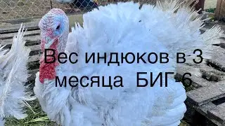 Вес Индюков БИГ -6 в три месяца/ Кормление, содержание, пропойка