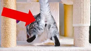 8 Shocking Secrets About Your Cat's Butt - THIS IS REALLY CRAZY!