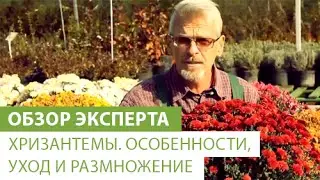 Хризантемы. Особенности, уход и размножение