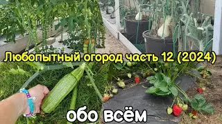 Любопытный огород