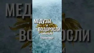 Чёрное море заполнили медузы и водоросли
