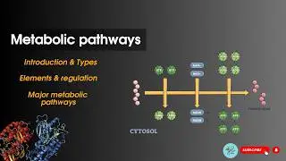 Metabolic pathways Introduction | Bioenergetics| Biochemistry