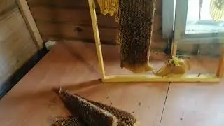 Переработка перги после откачки мёда и просушки рамок пчёлами, для медоперговой пасты и не только
