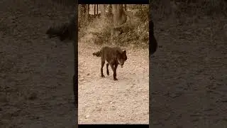 Giant black wolf crosses road 🐺 black wolf caugth on camera #shorts - #blackwolf #giantwolf wolf