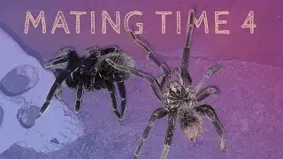 Tarantula mating fourth attempt - Xenesthis immanis