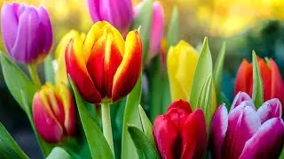 Tulips are blooming - a celebration of spring and bright colors. Bulbous, perennial plant tulip.