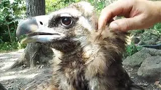 ОБЩИТЕЛЬНЫЙ ЧЁРНЫЙ ГРИФ В ПРИМОРСКОМ САФАРИ ПАРКЕ