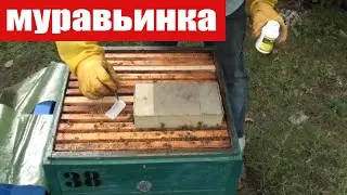 Пчеловодство. Обработка пчёл от клеща осенью.