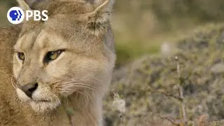 Female Puma Snubs Male