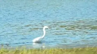 Egret caught fish in river